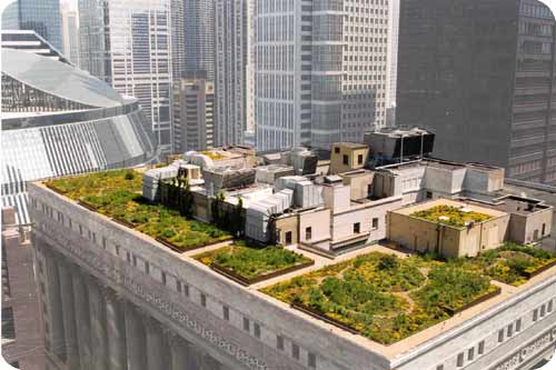 Chicago's green thumb. Chicago rooftops. chicago gardens